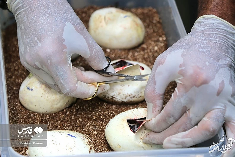 (تصاویر) تولد بچه مارهای پیتون در پارک چمران کرج